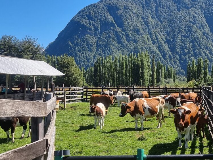 En fase de ejecución se encuentra programa del SAG para trazabilidad de la ganadería aisenina.