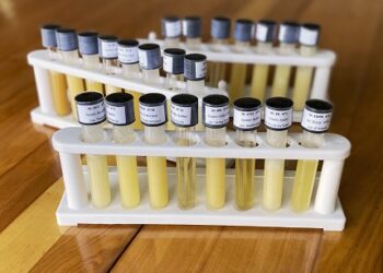 Estudio de INFOR permitirá caracterizar y diferenciar las mieles de Aysén