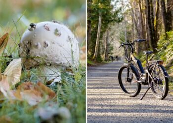 Calefacción por hidrógeno verde, ropa biodegradable y producción de pellet son parte de los proyectos ganadores del programa Semilla Inicia de Corfo Aysén