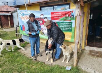Seremi de Salud continúa con operativos de desparasitación canina para prevenir Hidatidosis