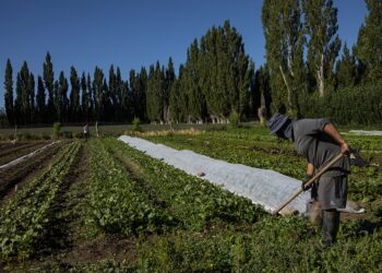 Alta participación y alto porcentaje de iniciativas lideradas por mujeres marcan cierre de concurso para el sector hortofrutícola   
