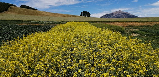 INIA Tamel Aike realizará Día de Campo y Charlas Técnicas sobre especies proteaginosas, oleaginosas y cereales para Aysén