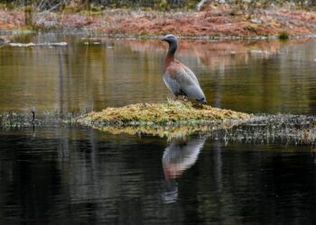 SAG suspende temporada de caza de aves silvestres