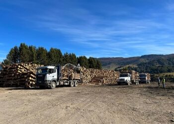 Futura planta de pellet se encuentra trabajando en el secado de materia prima