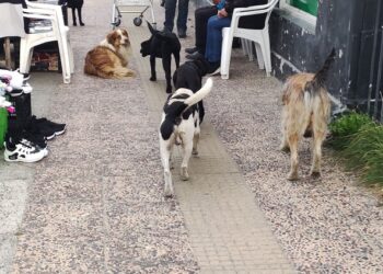 Concejal Aravena advierte que “Cochrane, es un paraíso para los perros vagos”.