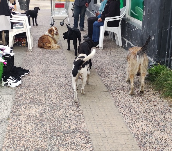 Concejal Aravena advierte que “Cochrane, es un paraíso para los perros vagos”.