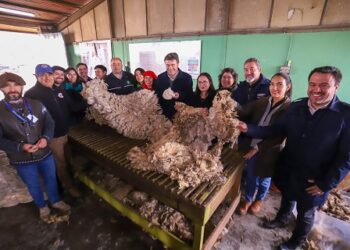 Ministerio de Agricultura conforma mesa de desarrollo ovino   en región de Aysén 