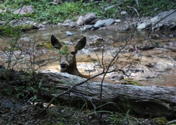 Investigación abordará impactos ecológicos de loteos alrededor de áreas silvestres protegidas