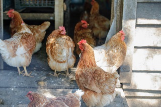 SAG refuerza prevención zoosanitaria con llamado a productores/as para inscribir   existencia de aves.