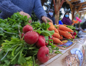 Destinaran $270 millones para apoyar proyectos hortofrutícolas en Aysén