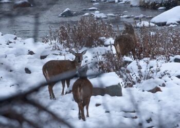 Instalarán señales viales para protección de fauna nativa en Áreas Silvestres Protegidas