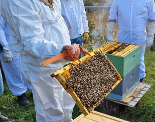 Entregan recomendaciones para manejo de colmenas en invierno