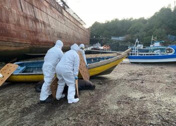 Sernapesca confirma primer caso de Influenza Aviar en mamífero marino en región de Aysén