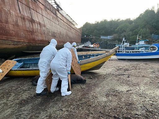 Sernapesca confirma primer caso de Influenza Aviar en mamífero marino en región de Aysén
