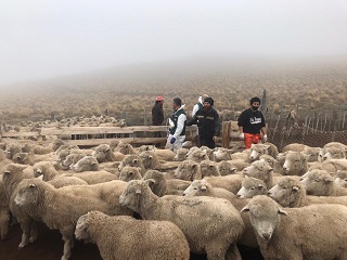 Consejo Asesor Regional de Gestión Integral de Riesgos evalúa condiciones productivas invernales en Aysén