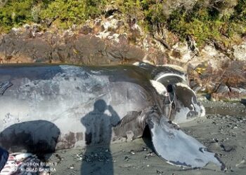 Mariscadores Lafquenche de comunidad indígena Puhuapi descubren ejemplar de ballena franca austral muerta en canales ayseninos