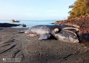 Mariscadores Lafquenche de comunidad indígena Puhuapi descubren ejemplar de ballena franca austral muerta en canales ayseninos