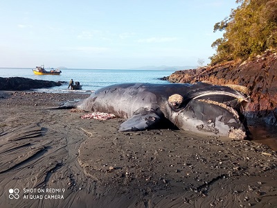 Mariscadores Lafquenche de comunidad indígena Puhuapi descubren ejemplar de ballena franca austral muerta en canales ayseninos