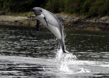 Delfines expuestos a riesgos en áreas protegidas de la patagonia