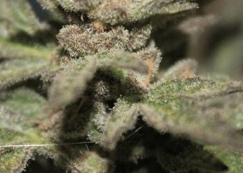 Absuelven a usuario medicinal de marihuana condenado por ley de drogas