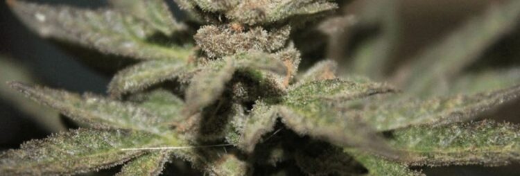Absuelven a usuario medicinal de marihuana condenado por ley de drogas