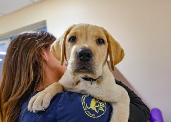 Día del Perro 2023: PDI entrega recomendaciones para cuidar a estas mascotas durante las bajas temperaturas