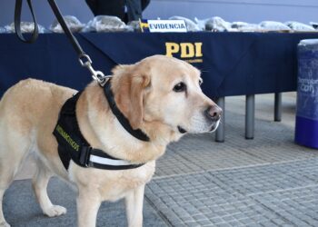Drogas por encomiendas: PDI sacó de circulación cerca de 41 mil dosis de droga con destino a Aysén en 11 procedimientos durante año 2022