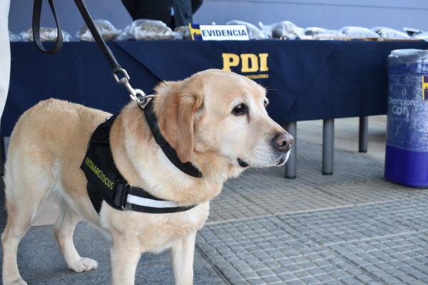 Drogas por encomiendas: PDI sacó de circulación cerca de 41 mil dosis de droga con destino a Aysén en 11 procedimientos durante año 2022