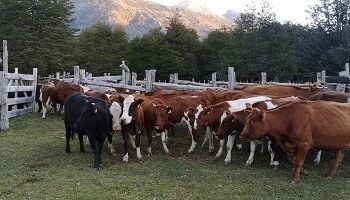 SAG habilita nueva funcionalidad para facilitar la Declaración de Existencia Animal