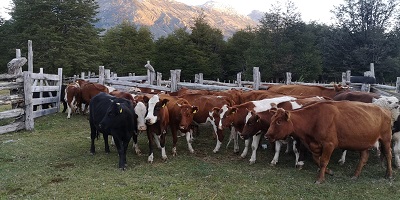 SAG habilita nueva funcionalidad para facilitar la Declaración de Existencia Animal