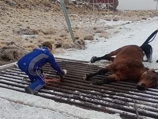 Carabineros del Retén Entrada Baker colabora en liberación de caballar de cargo de Gendarmería Nacional Argentina atrapado en guarda ganado