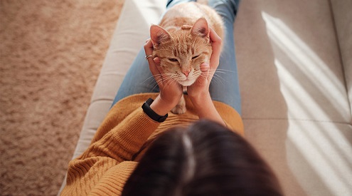 COLMEVET LLAMA A LA CALMA Y A PREVENIR EL CONTAGIO CON TENENCIA RESPONSABLE INDOOR