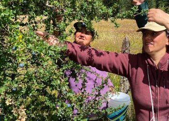 Seminario de PFNM mostrará experiencias e investigación en torno a la recolección en bosques nativos