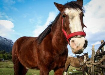Senadora Órdenes manifestó su apoyo a la iniciativa que establecería el día nacional del Caballo Chileno