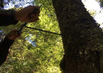 Los bosques de Lenga y Ñirre de Aysén se adaptan a condiciones más secas 
