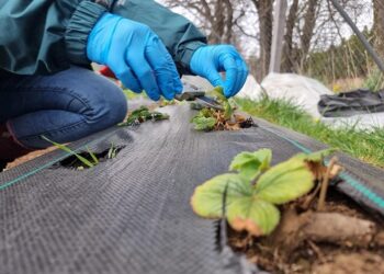 SAG invita a inscribirse en sus charlas en la Expo Chile Agrícola