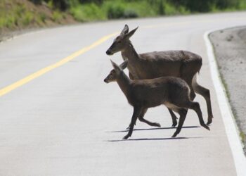 CONAF Aysén relevó día del huemul: “Protegerlos es tarea de todos y todas.”