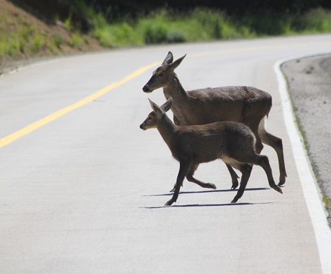 CONAF Aysén relevó día del huemul: “Protegerlos es tarea de todos y todas.”