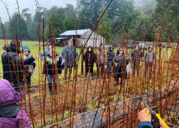 MINISTERIO DE AGRICULTURA CAPACITA EN LABORES DE PODA DE FRUTALES MENORES Y MAYORES A PRODUCTORES HORTOFRUTÍCOLAS EN LA REGIÓN DE AYSÉN  