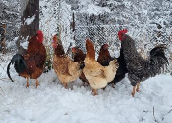 SAG Aysén, llama a proteger a las aves domésticas para prevenir y controlar Influenza Aviar