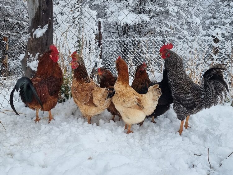 SAG Aysén, llama a proteger a las aves domésticas para prevenir y controlar Influenza Aviar