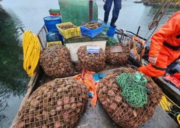 Sorprenden extracción ilegal de más de 8 toneladas recursos del mar en zona de pesca