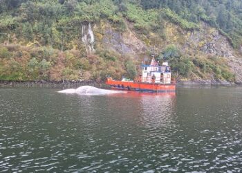 PDI realiza diligencias por varamiento de ballena en Puyuhuapi