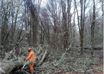Siembra por Chile en Aysén: Restaurando bosques y generando empleo
