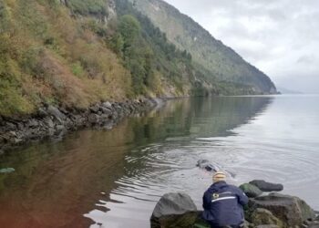 Varamiento de ballena en Aysén moviliza a Sernapesca a tomar acciones legales ante el Ministerio Público