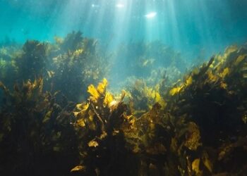 Especialistas internacionales destacan las enormes potencialidades de las algas de los bosques marinos como fuente de alimento y medicina