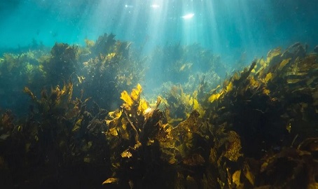 Especialistas internacionales destacan las enormes potencialidades de las algas de los bosques marinos como fuente de alimento y medicina