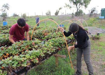 Únete a Servicio País y levanta proyectos para superar la pobreza a lo largo de Chile