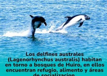 “Conocer para proteger”: La vital interconexión entre el delfín austral y los bosques marinos de huiros.