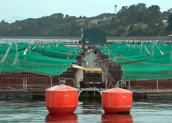 Salmoneras en áreas protegidas: Denuncian que la industria desafía las normas ambientales del país.